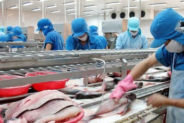 Giá cá tra “nhảy vọt” giúp Vĩnh Hoàn (VHC) hoàn thành 83% kế hoạch lợi nhuận chỉ sau 6 tháng