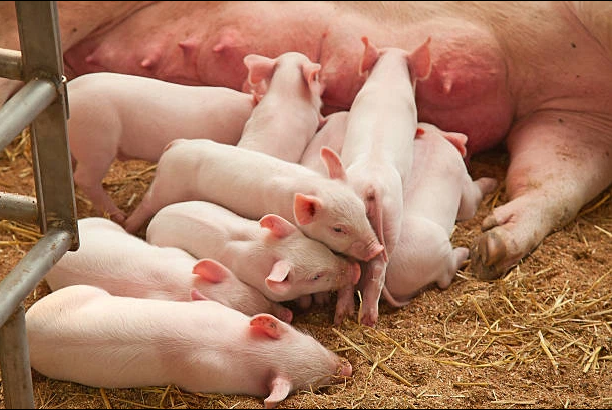Cổ phiếu các doanh nghiệp sản xuất thịt hưởng lợi từ giá lợn hơi tăng cao